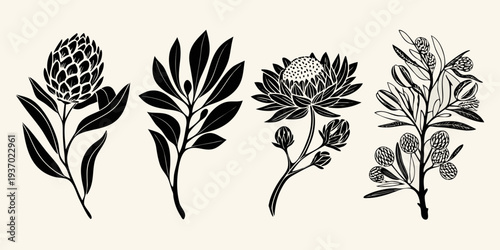 Black and white botanical illustration of protea and eucalyptus branches