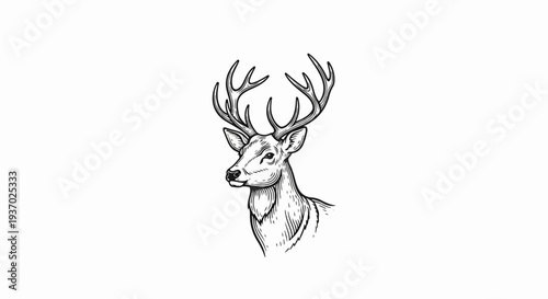 A detailed black and white drawing of a deer's head and neck