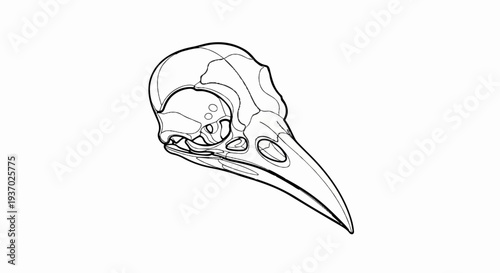 Detailed outline drawing of a bird skull, focusing on bone structure