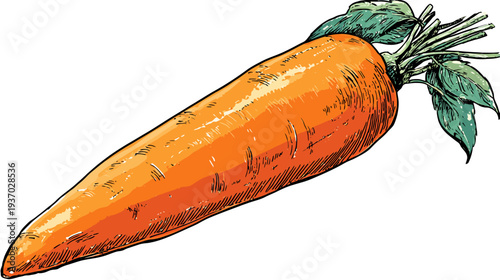 A vibrant orange carrot illustration featuring detailed shading, with green leaves and a clean white background