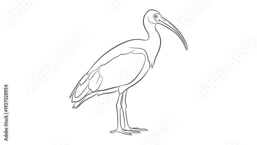 Elegant Ibis Sketch: A detailed line drawing showcases the graceful form of an ibis, capturing the bird's distinctive curved beak and long legs.
