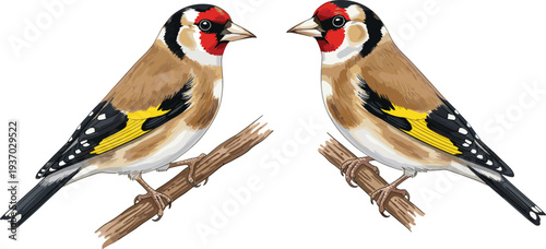 European goldfinch vector illustration perched on branches, detailed colorful plumage, red face, yellow wing bars, wildlife artwork, exotic bird design