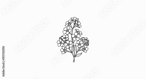 Delicate line drawing of forget-me-not flowers on a white background