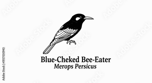 Black and white illustration of a bee-eater bird with scientific name