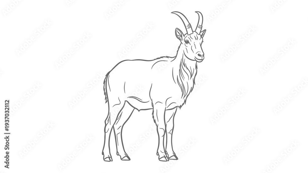 Obraz premium Mountain Goat Outline: A precise line drawing captures the strength and majesty of a mountain goat, showcasing its prominent horns and robust build.