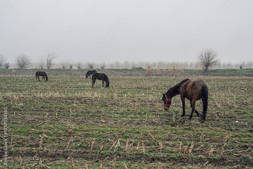 Obraz premium A serene scene of horses grazing in a fog-covered field, surrounded by bare trees. The landscape features sparse grass and remnants of harvested crops.