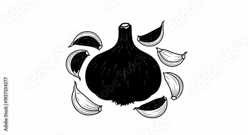 A black garlic bulb is surrounded by peeled cloves in a sketch