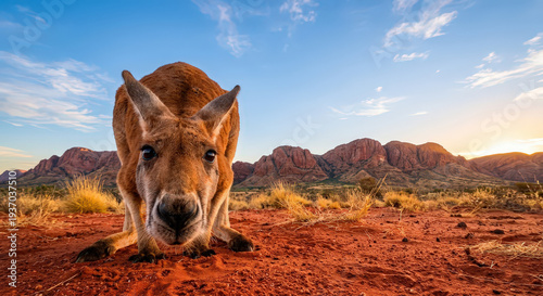 Face-à-face avec un kangourou dans le désert rouge australien.Regard curieux d'un marsupial au lever du soleil sur l'Outback.