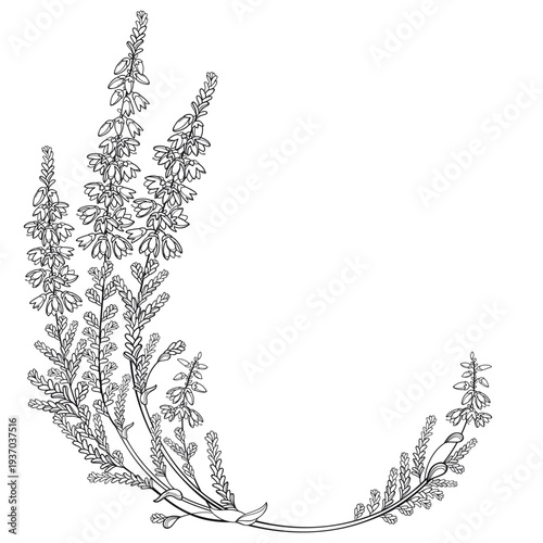 Corner bouquet with outline Heather or Calluna flower with bud and small leaves in black isolated on white background.