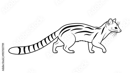 Stripped Genet Illustration: A stylized illustration of a genet showcasing its sleek form and distinctive stripes, a captivating piece suitable for educational or decorative purposes.