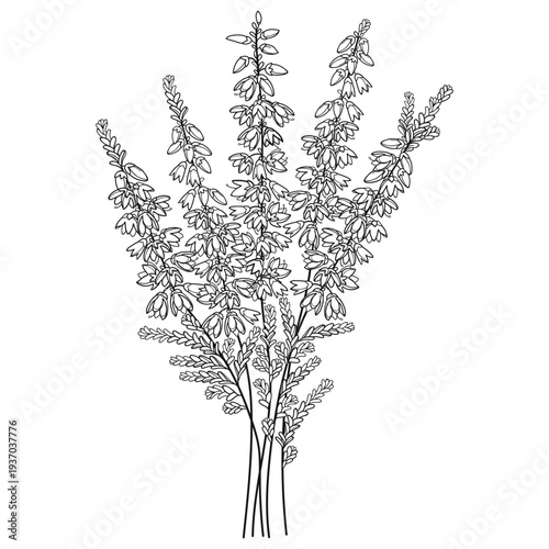 Bouquet with outline Heather or Calluna flower with bud and small leaves in black isolated on white background.