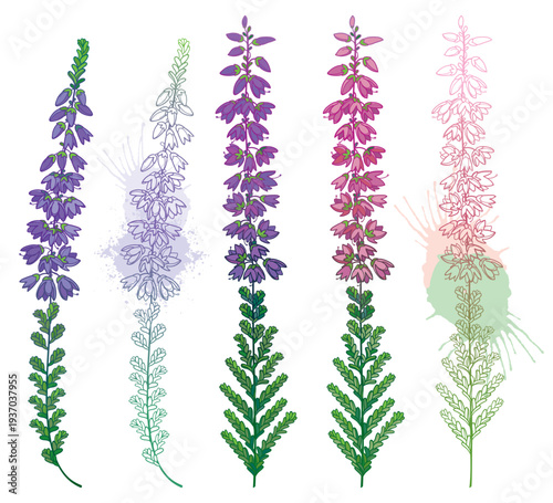 Set with outline Heather or Calluna flower with bud and small leaves in pastel lilac isolated on white background.