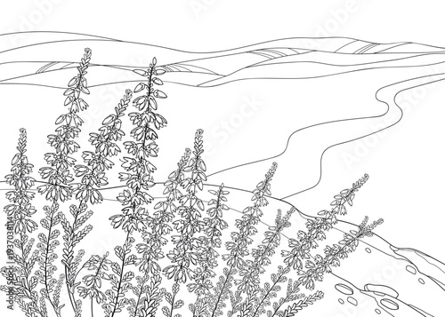 Bunch of outline Heather or Calluna flowers with bud and small leaves in black on the white background with field and sky.