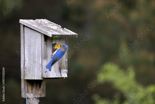 Quadro em tela Male father eastern bluebird sialia sialis clinging to the front of a wooden nes