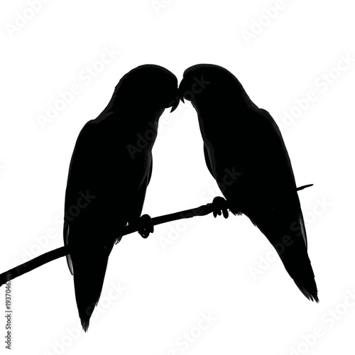 Silhouette of two parrots perched on a branch, black and white.