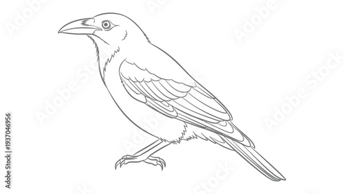 Ink Sketch of Bird: a detailed line art illustration of a perched bird, with its beak elegantly curved and feathers rendered with precision.