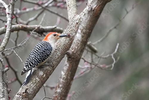 Red bellied woodpecker perched in blooming red bud tree in winter. 