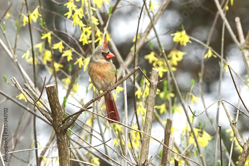 Female northern cardinal perched in forsythia yellow bell shrub, blooming little yellow flowers. 