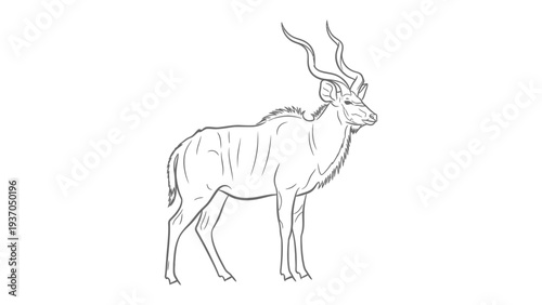 Majestic Kudu in Monochrome: A detailed line drawing of a Kudu, showcasing its impressive spiral horns, standing in a moment of poised stillness, rendered in elegant monochrome.