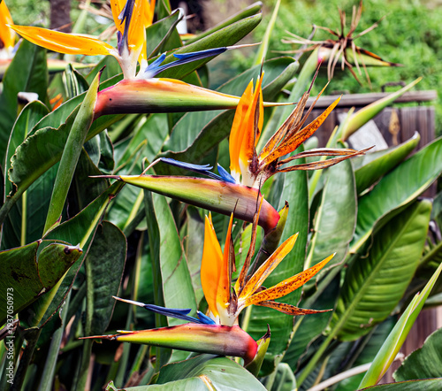 bird of paradise