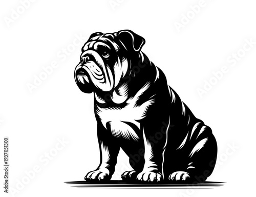 Stylized black and white vector of a sitting English Bulldog

