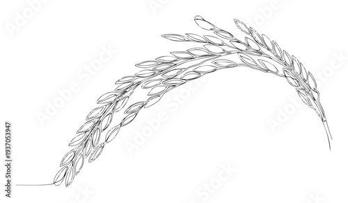 Simple flowing black line drawing of fresh rice stalks or wheat grains bending in a graceful curve, perfect for food packaging, agricultural branding, or traditional ceremony invitations
