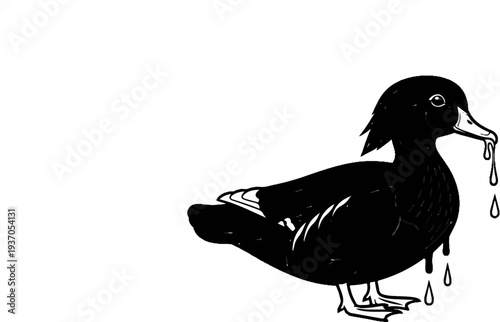 A black duck with dripping water from its beak and body