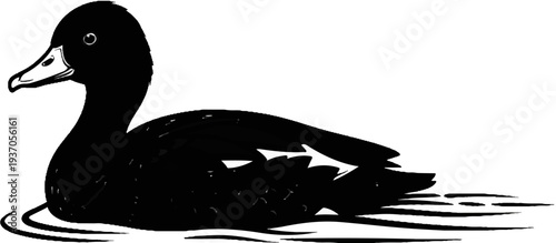 Black duck swimming in water, outlined by white strokes