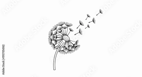 Black and white illustration of a dandelion with seeds blowing away