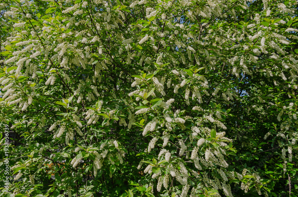 Fototapeta premium In spring, bird cherry blossoms with white flowers.