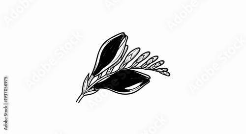 Delicate black and white ink sketch of flowering branch with buds and leaves