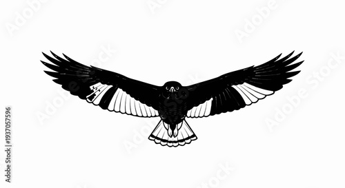 Front view of a black and white bird with wide open wings in flight