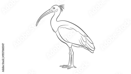 Northern Bald Ibis Sketch: A detailed line drawing of a Northern Bald Ibis, showcasing the unique features of this elegant bird, including its long, curved beak and distinctive head crest.