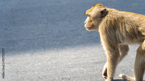 Young macaque monkey walking alone on gray asphalt pavement in Thailand