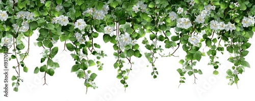 Green foliage with white flowers hanging down, on a white background, resembling a floral border
