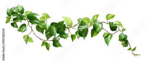 A vibrant, detailed image of a lush, vining plant with heart-shaped, green and white leaves