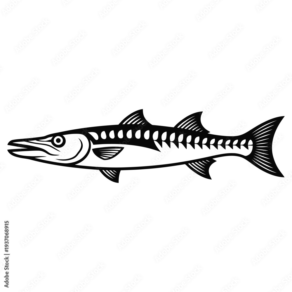 Obraz premium barracuda