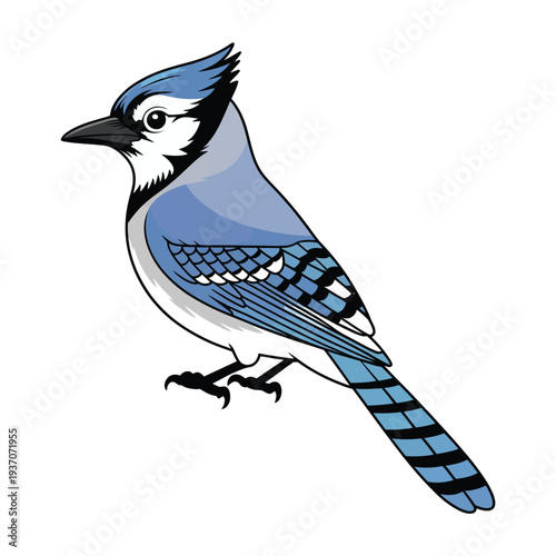 blue jay