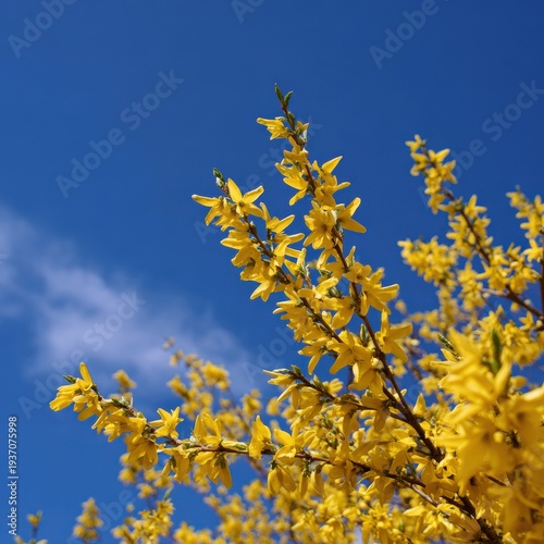 Vibrant yellow forsythia blossoms against clear blue sky in springtime nature scene