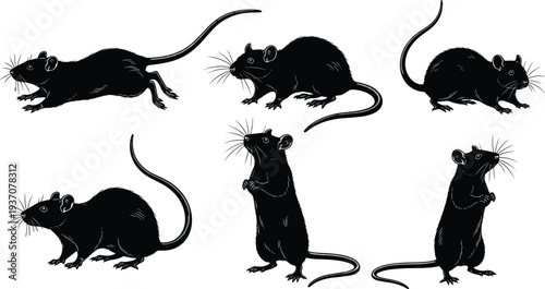 Collection of black rat silhouettes in various natural poses including running, sitting, standing, and sniffing on a white background.