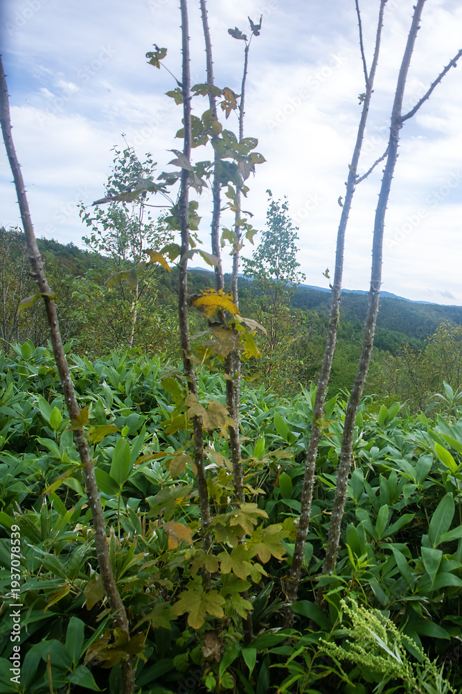 Obraz premium Kalopanax septemlobus a rare relict deciduous tree of the Araliaceae family.