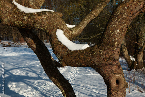 Snow on the Branches