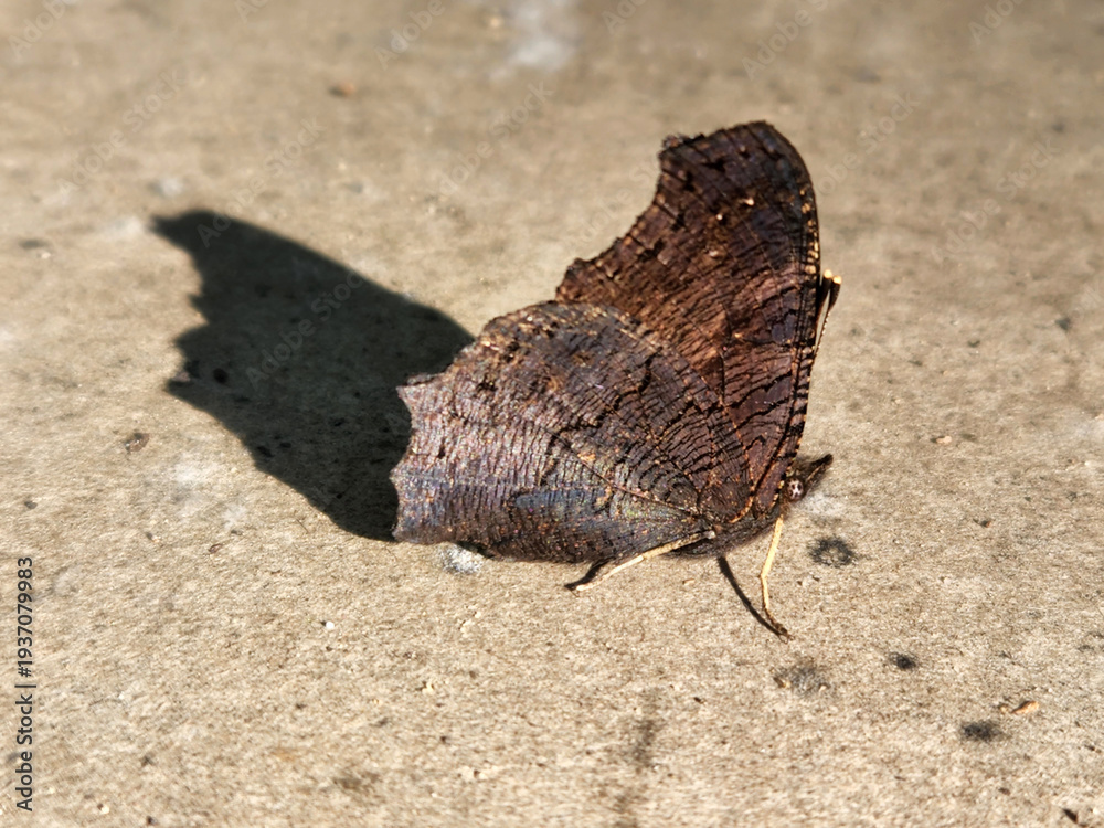 Obraz premium Butterfly with folded wings. A butterfly sitting on a rock