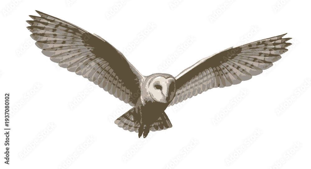 Fototapeta premium Barn owl in flight with wings spread wide on white background flying towards viewer with feathers visible
