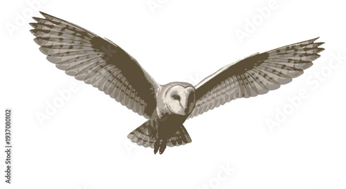 Barn owl in flight with wings spread wide on white background flying towards viewer with feathers visible