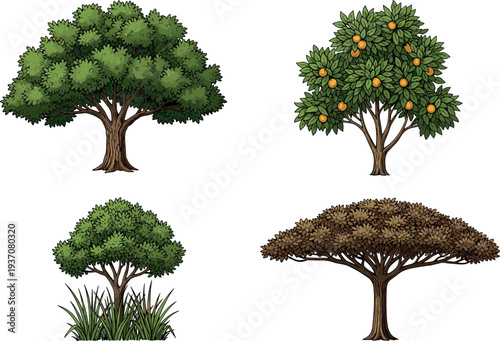 Set of detailed tree illustrations showing leafy deciduous, fruit bearing, shrub and savanna style trees isolated on white background for landscape, nature, ecology design