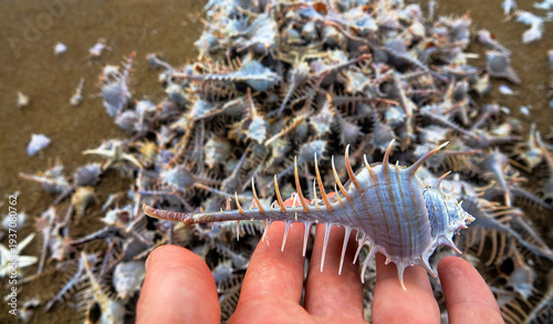 Foto The surf washed up a lot of gastropods - The crest of Venus, Rock shell (Murex pecten) on the sand beach