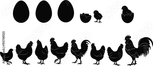 Black Silhouette Icons of Chickens, Roosters, Eggs, and Chicks in Various Stages Keywords: chicken, rooster, chick, egg