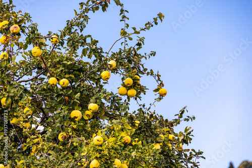 Ripe yellow quince fruits growing on quince tree branches in rural orchard landscape of Serra da Estrela Portugal, Portugal, Serra da Estrela, 16 October 2025