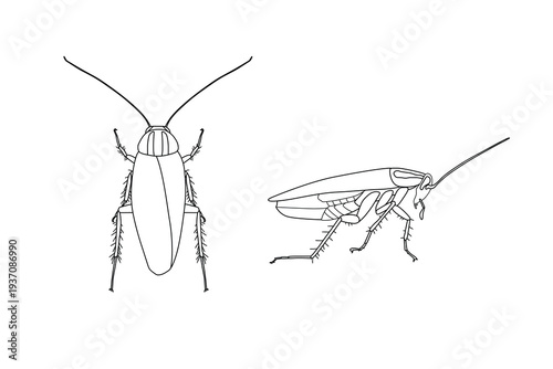 German Cockroach Technical Line Art — Top and Side View Scientific Illustration